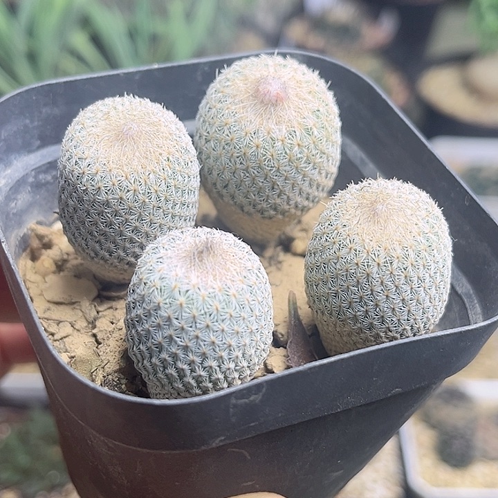 4颗实生月世界一盆