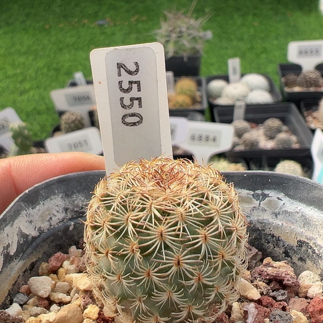 2550 伊沙贝拉清货满 39 包邮，非偏远地区