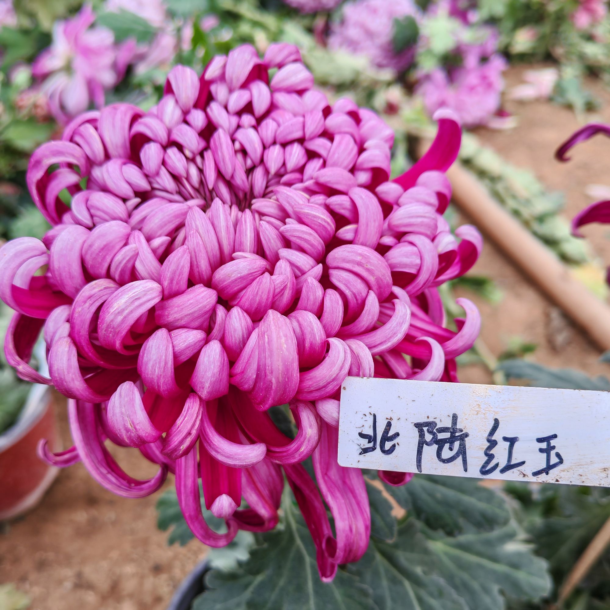 【北路红玉菊花】九月菊大花盆栽新手