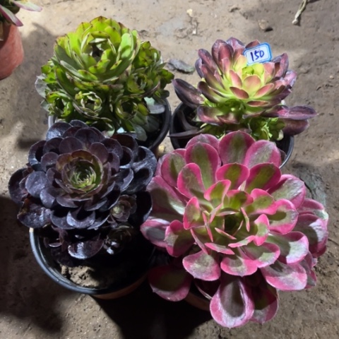 150多肉植物组合