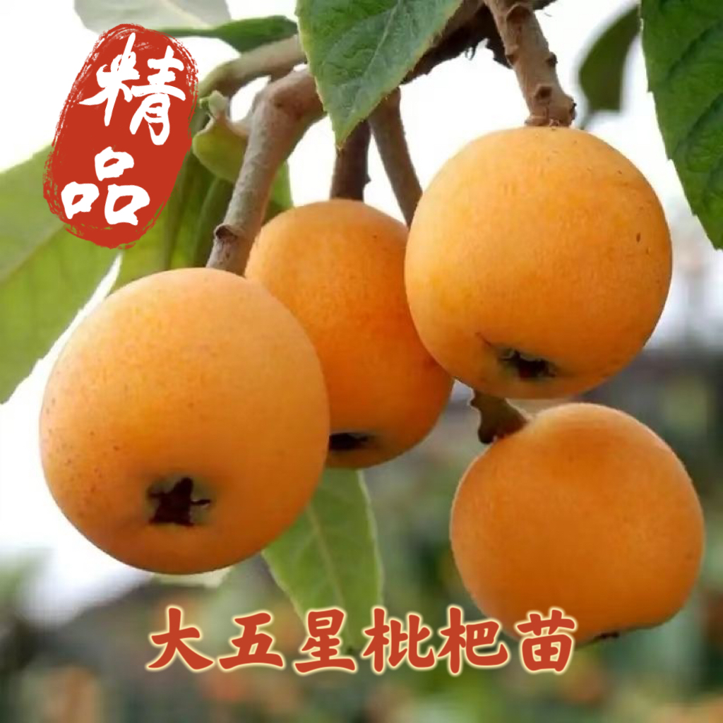 大五星枇杷嫁接苗 四川基地直发裸根苗 现挖保湿发货