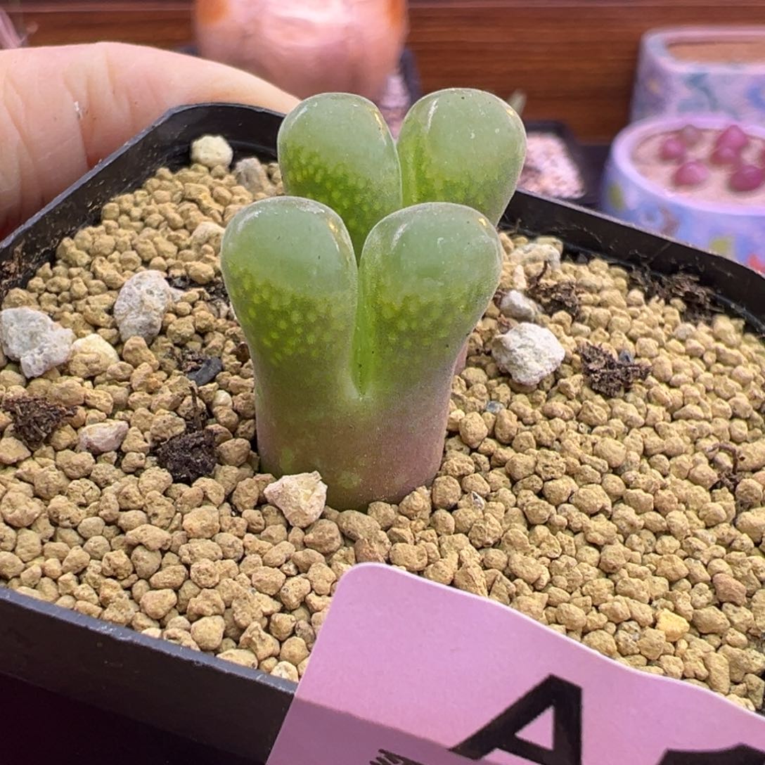 108号风铃福利清清