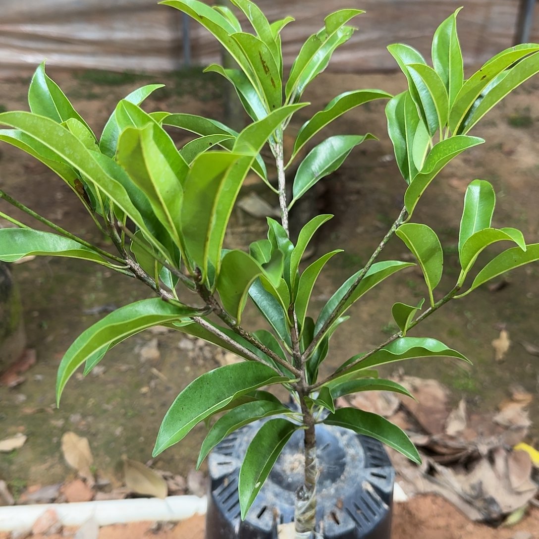 用***9当前无花栽培后可以开花墨西哥