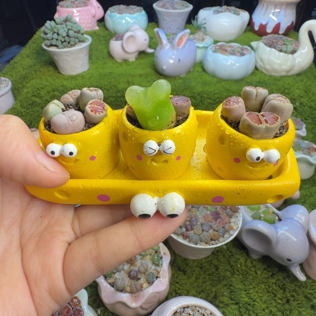 多肉植物开播福利冲10