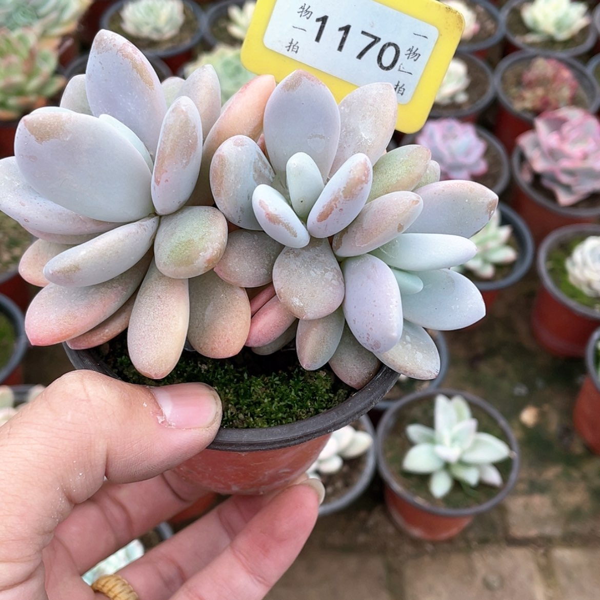 【闪购商品】1170号