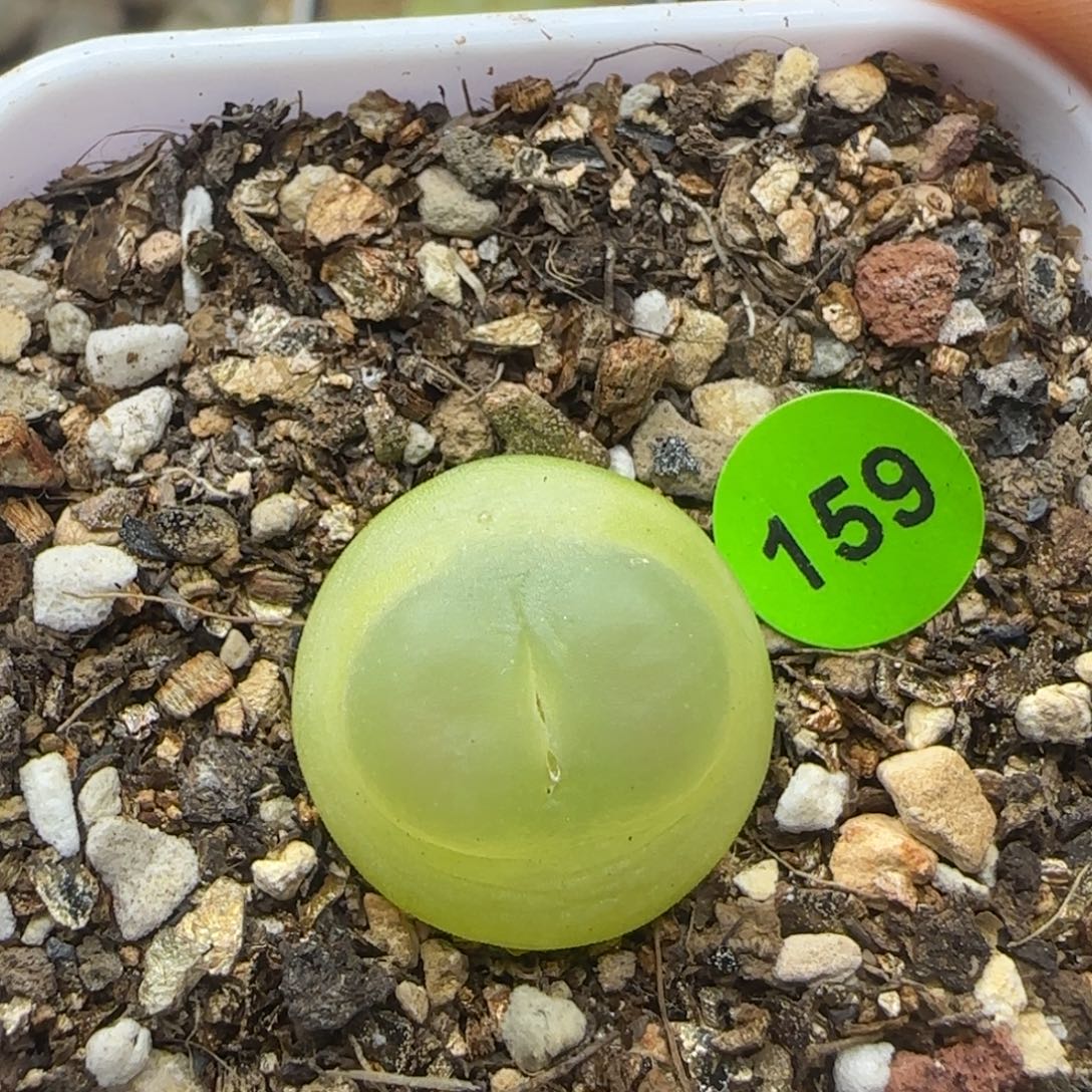 拉登1.7+多肉植物159