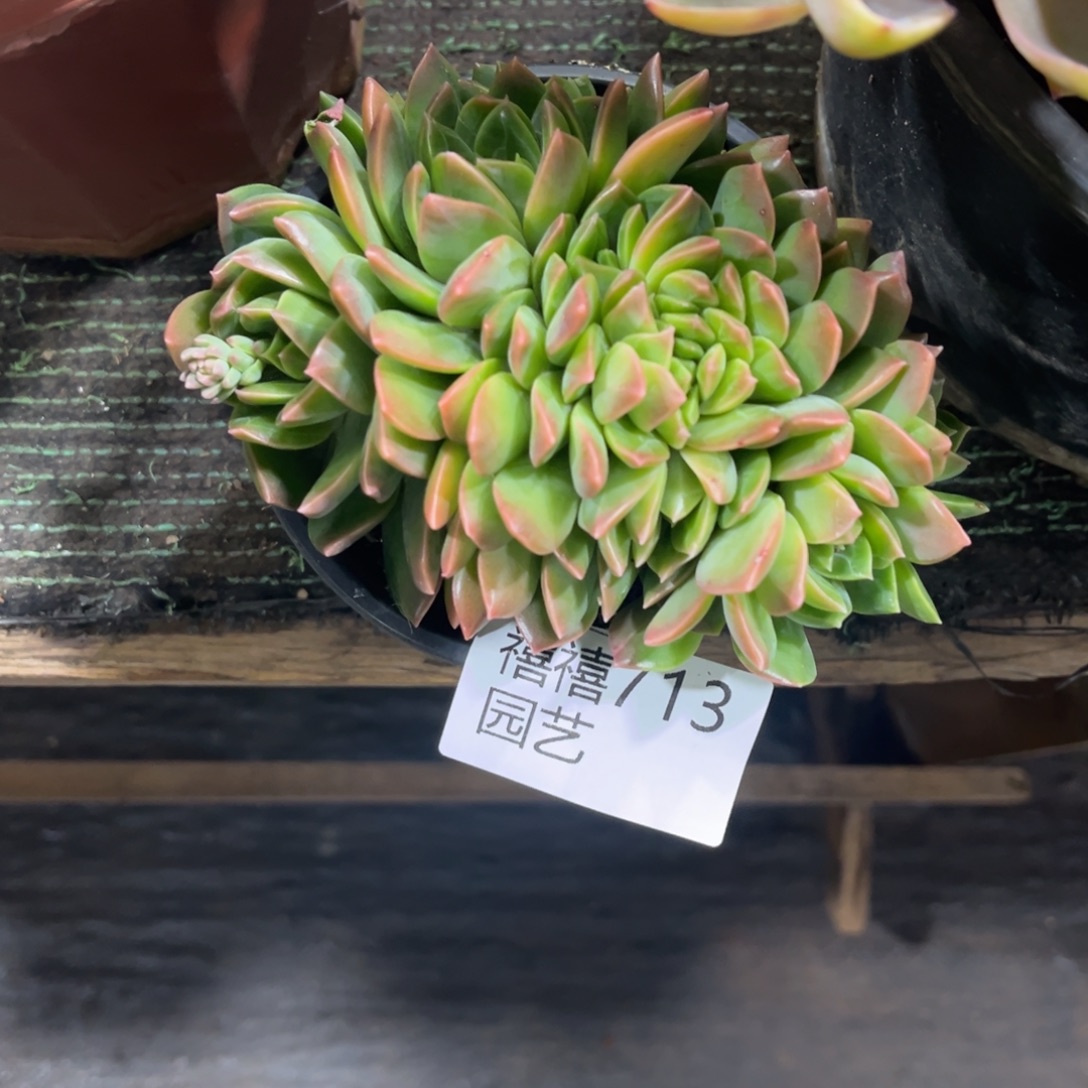 阿***礼713翠鸟缀多肉植物