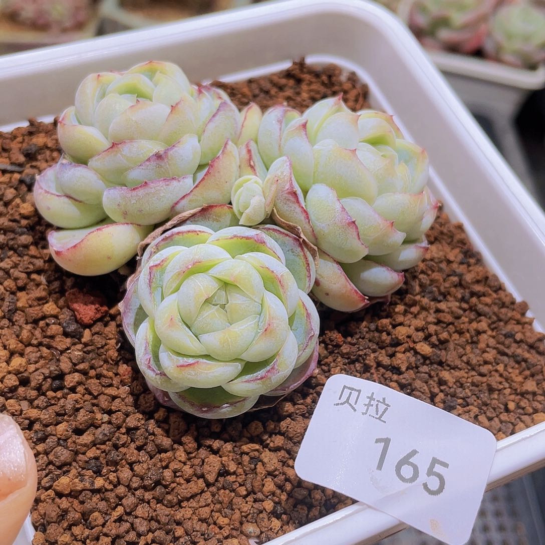 165 精品多肉一物一拍