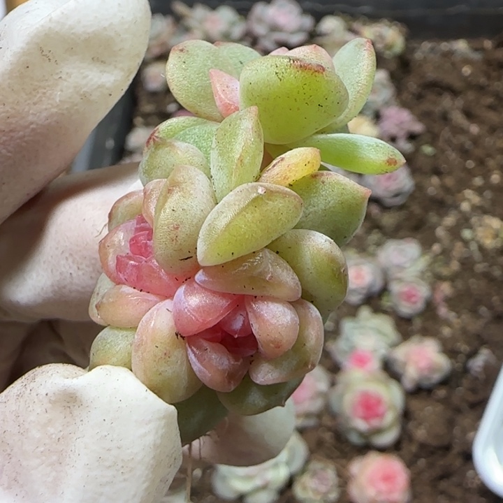 白***空72号红灯泡一颗多肉