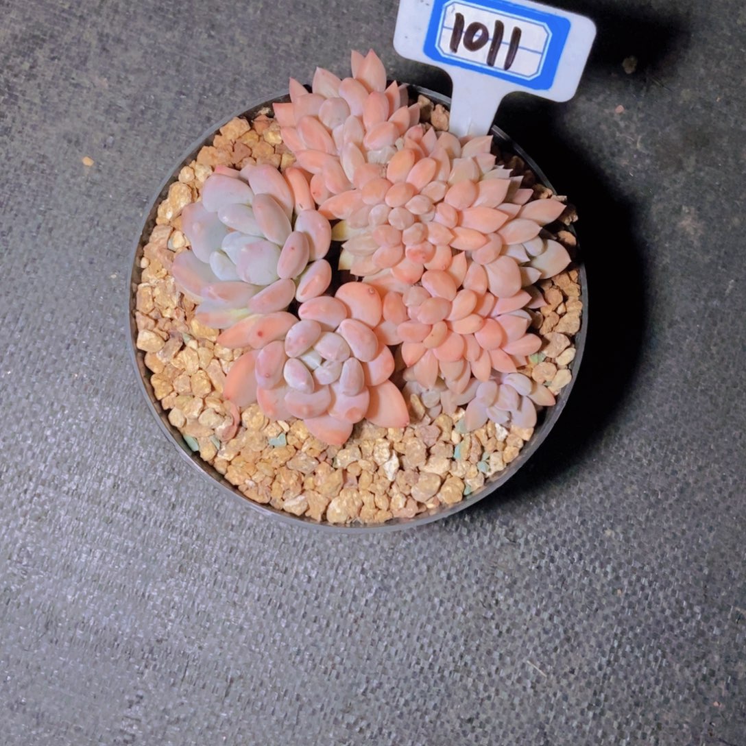 文***哒1011胖美人缀化一颗