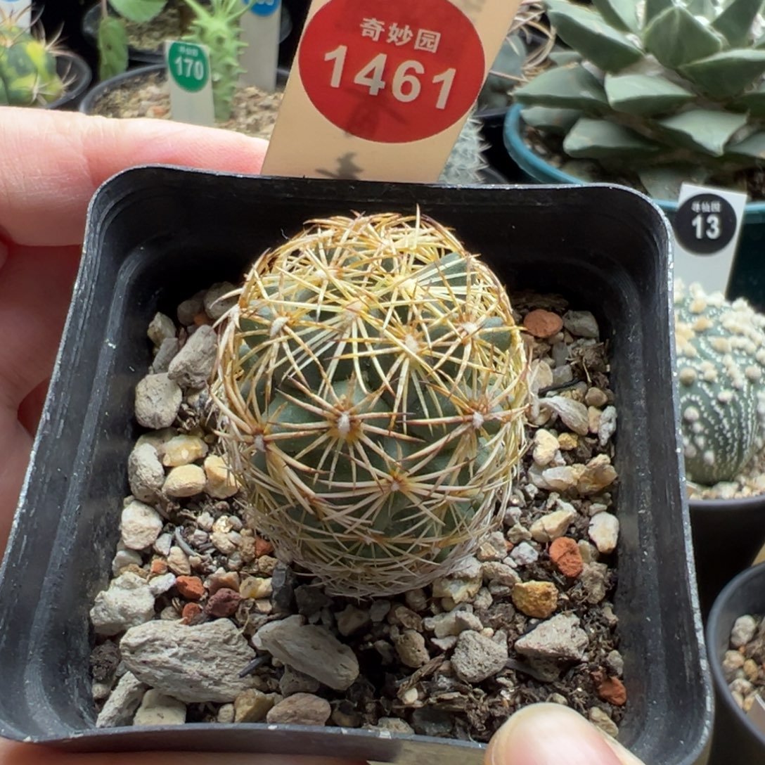 实生密刺狮子奋迅一棵仙人球