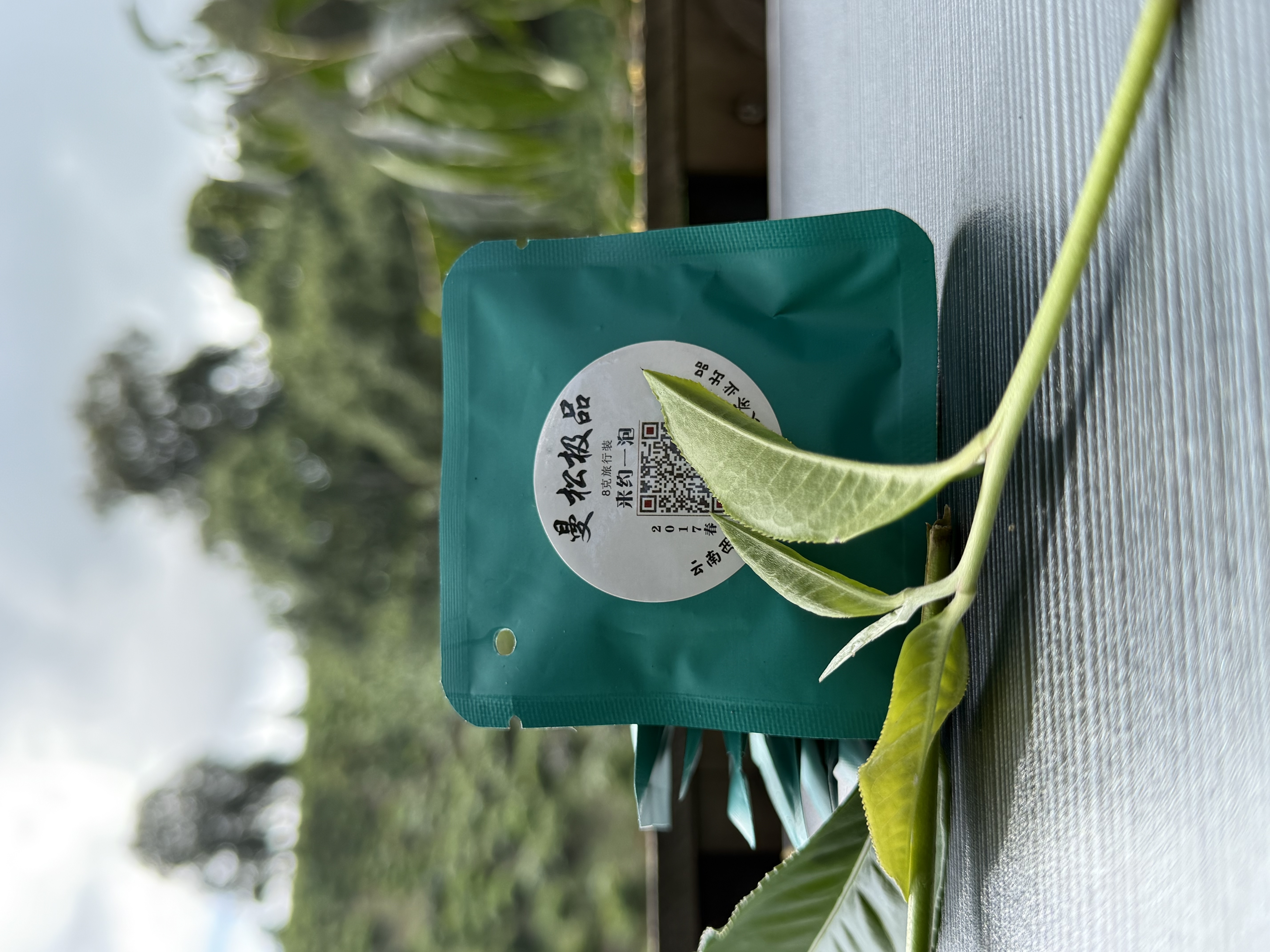 【夏山见】 2017年春茶 曼松极品 生茶  8克*10片   普洱茶 