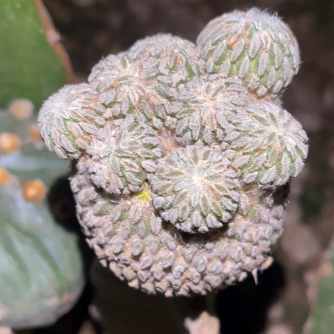 全部花朵精巧丸群 仙人球