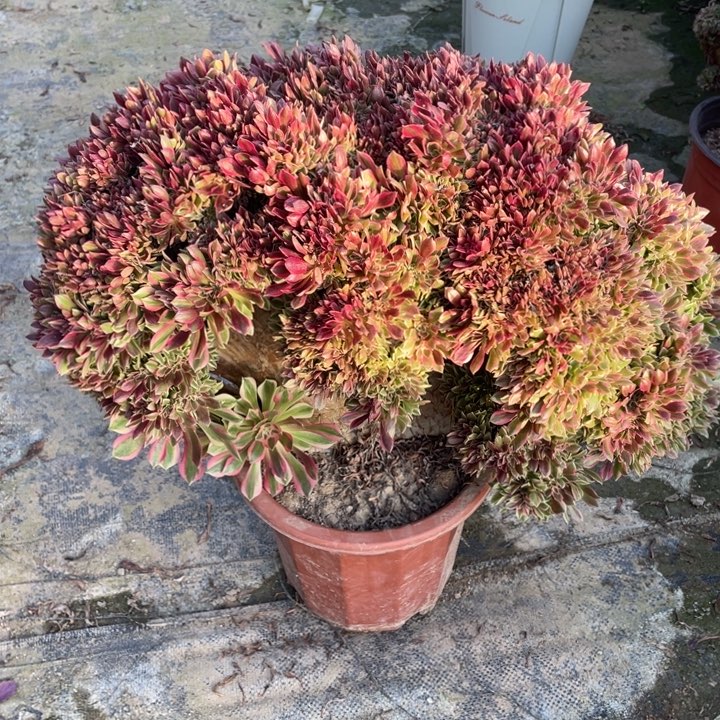 法师老桩女神缀化微瑕