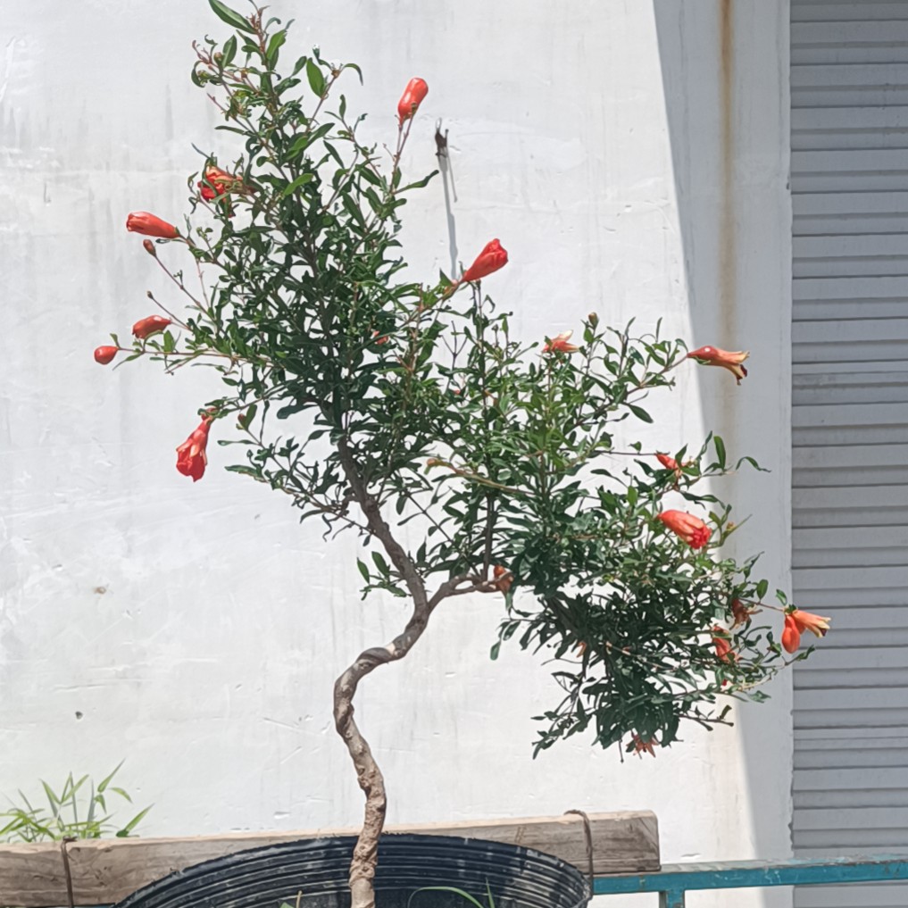 四季开花石榴花盆栽带花带果室内阳台种植绿植盆景