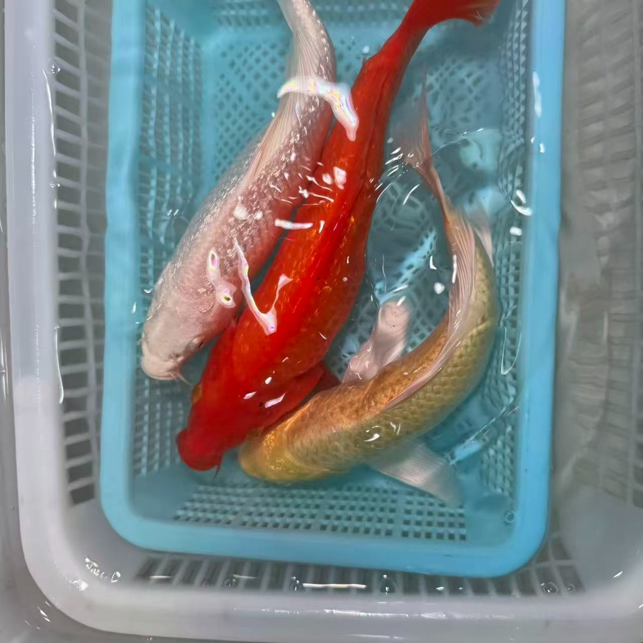 【三条装 15-20cm】黄蝴蝶白蝴蝶火鲤普身冷水鱼纯种淡水锦鲤包邮