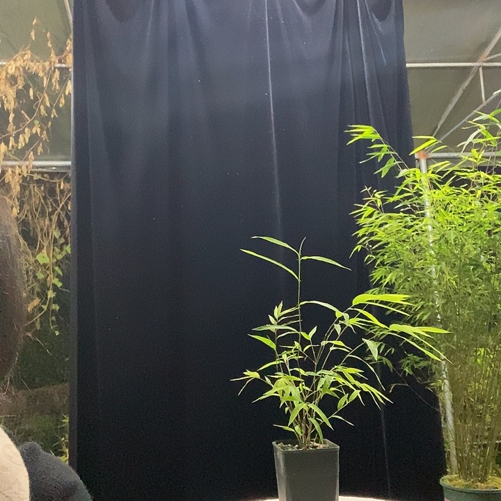 完全开放内门竹内门竹内门竹