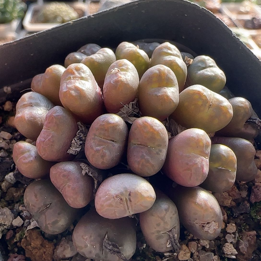 脱土满28包邮25494