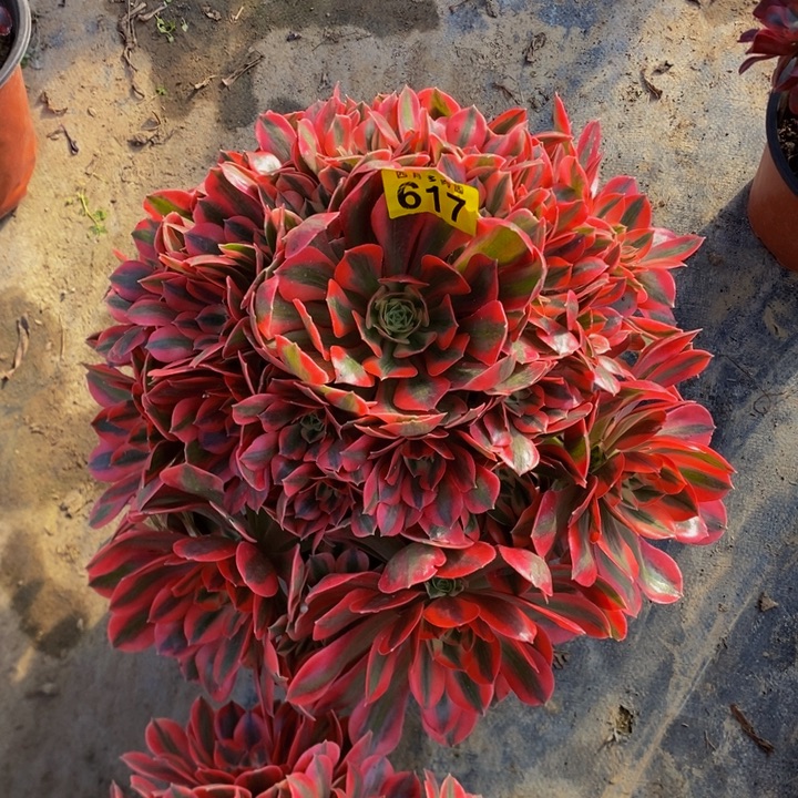 花***）多肉粉红佳人6170000