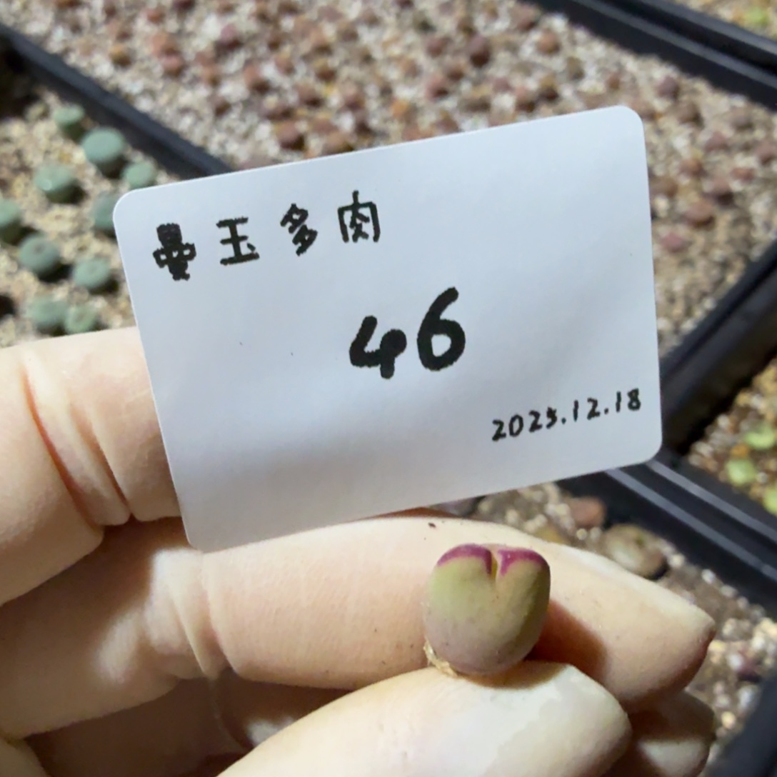 每***家多肉多肉多肉12.18-046