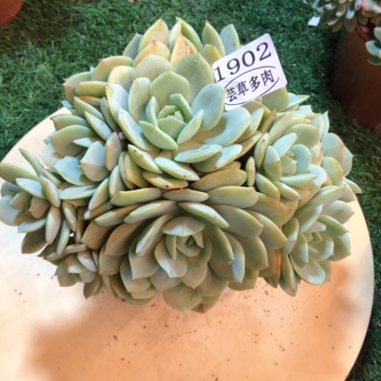 恋曲，1902，一物一拍