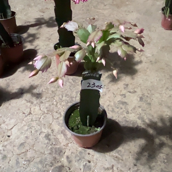 完全开放2305AN068