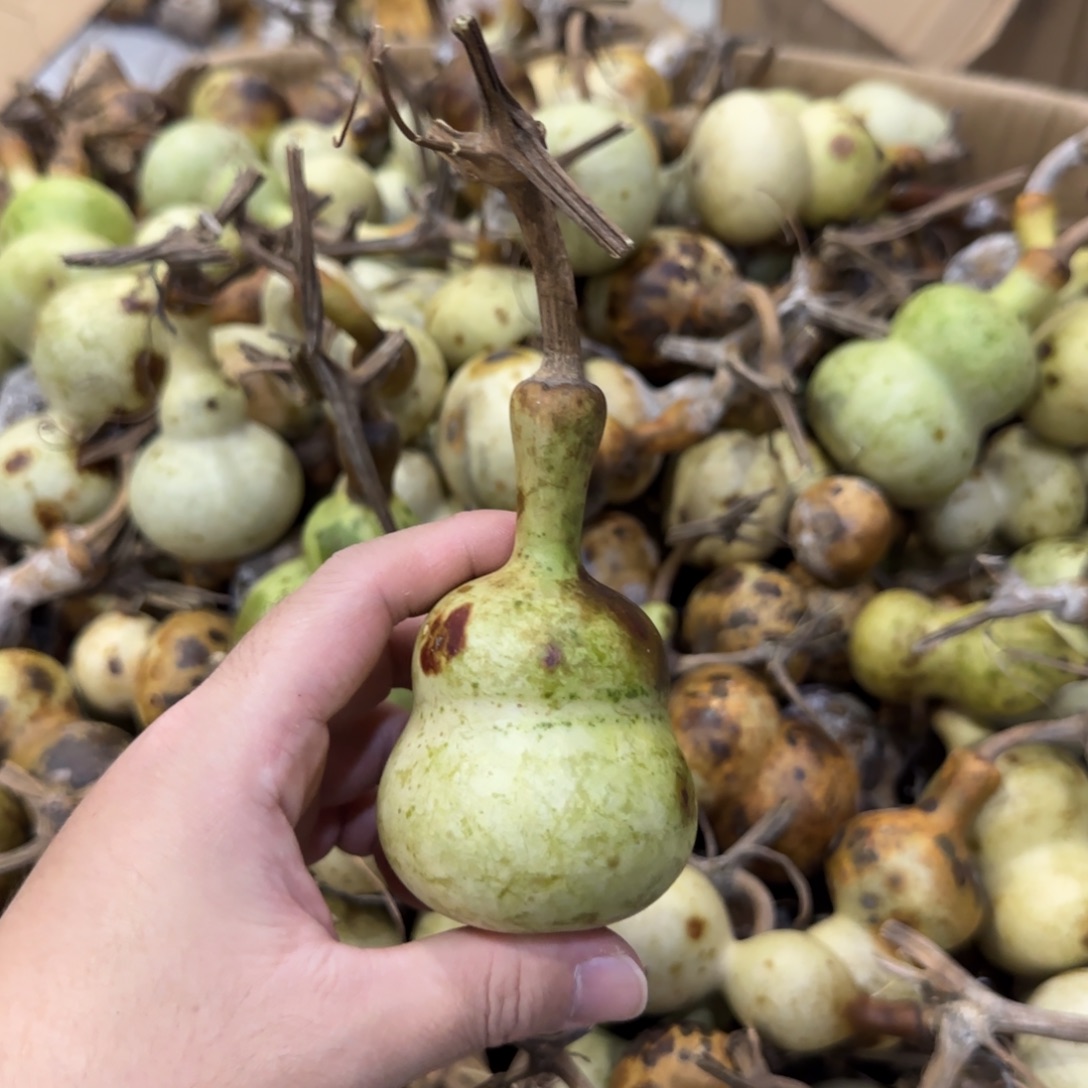 安***居葫芦青皮不包成青皮不包成