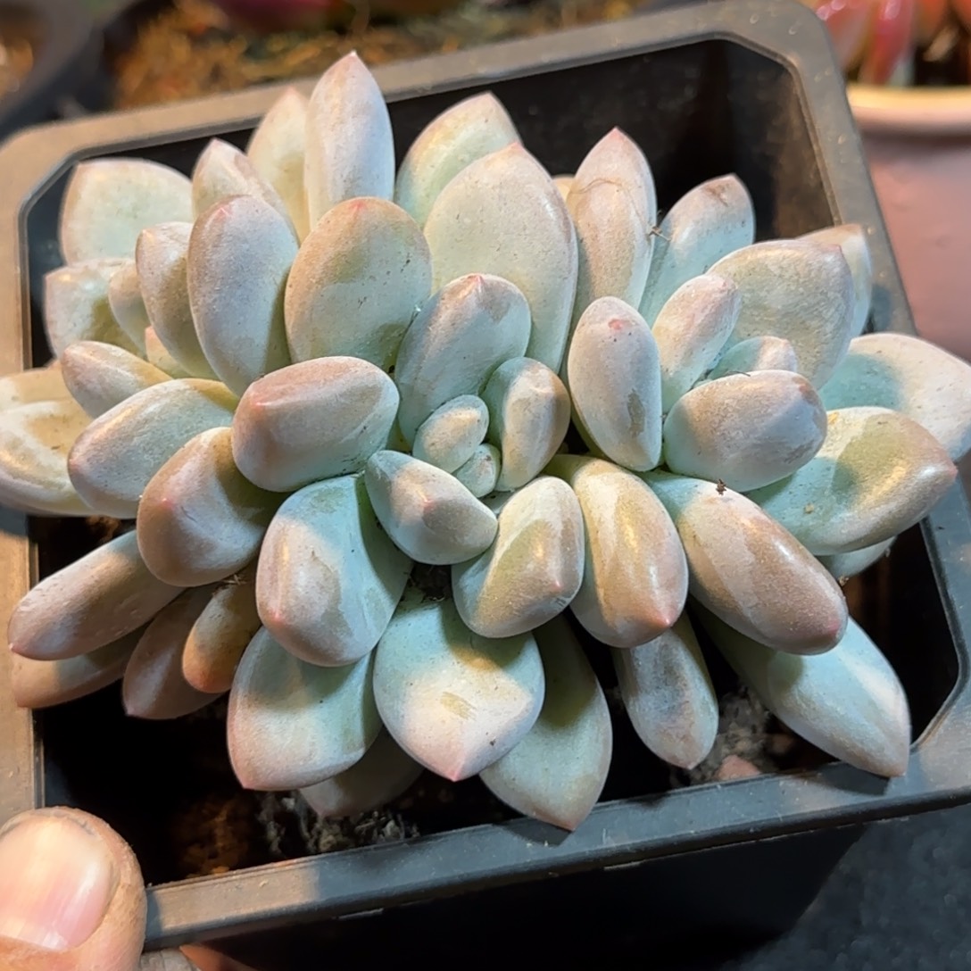 香水朵朵惊鸿一物一拍包装收缩花旱