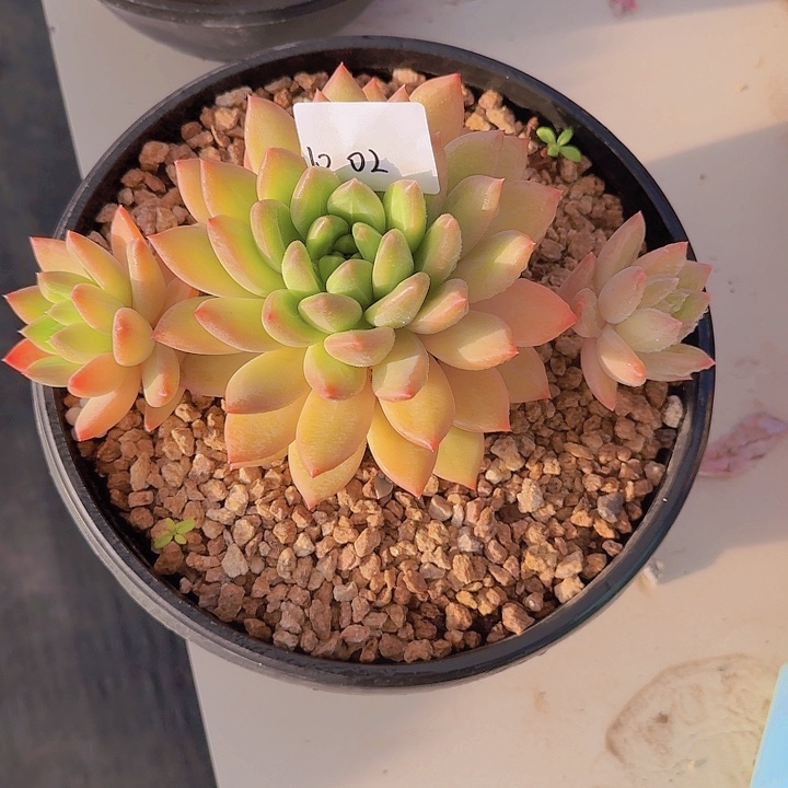 1002美人杂多肉植物