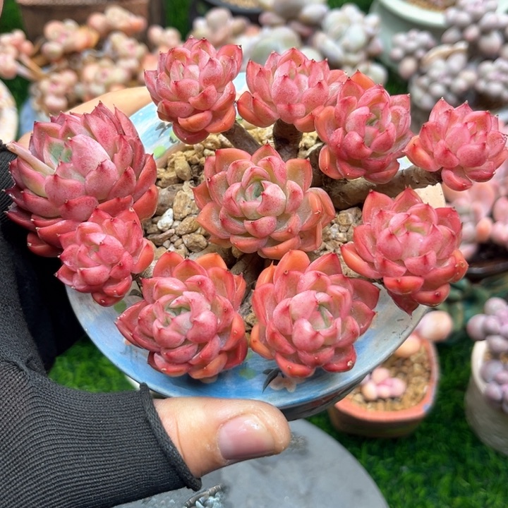 不知名多肉，一物一拍