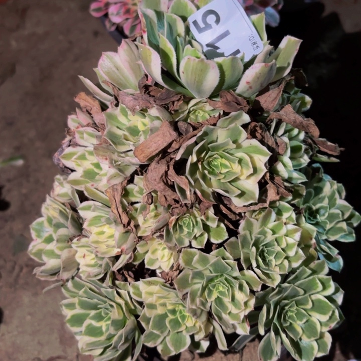 115颜宁多肉植物不售后