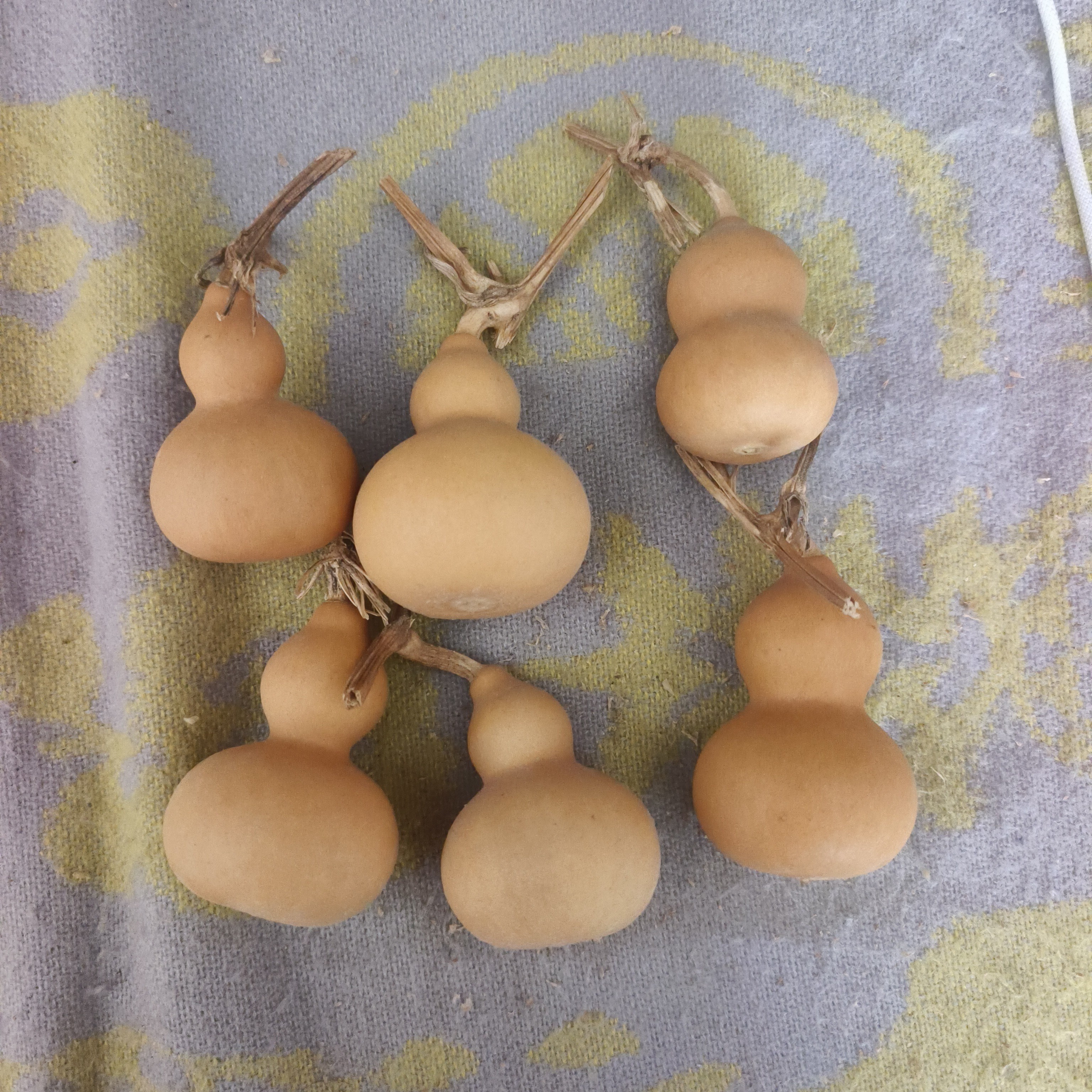 天然带龙头小葫芦手把件文玩盘玩佳品福禄葫芦
