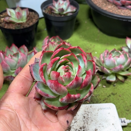 ?****惊鸿仙子多肉植物2008