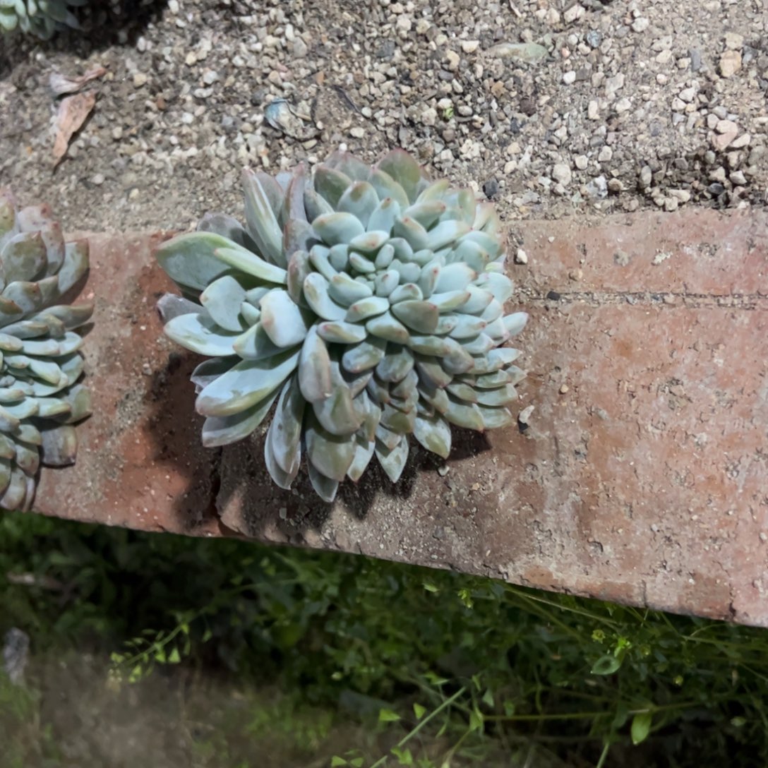 多肉多肉多肉多肉