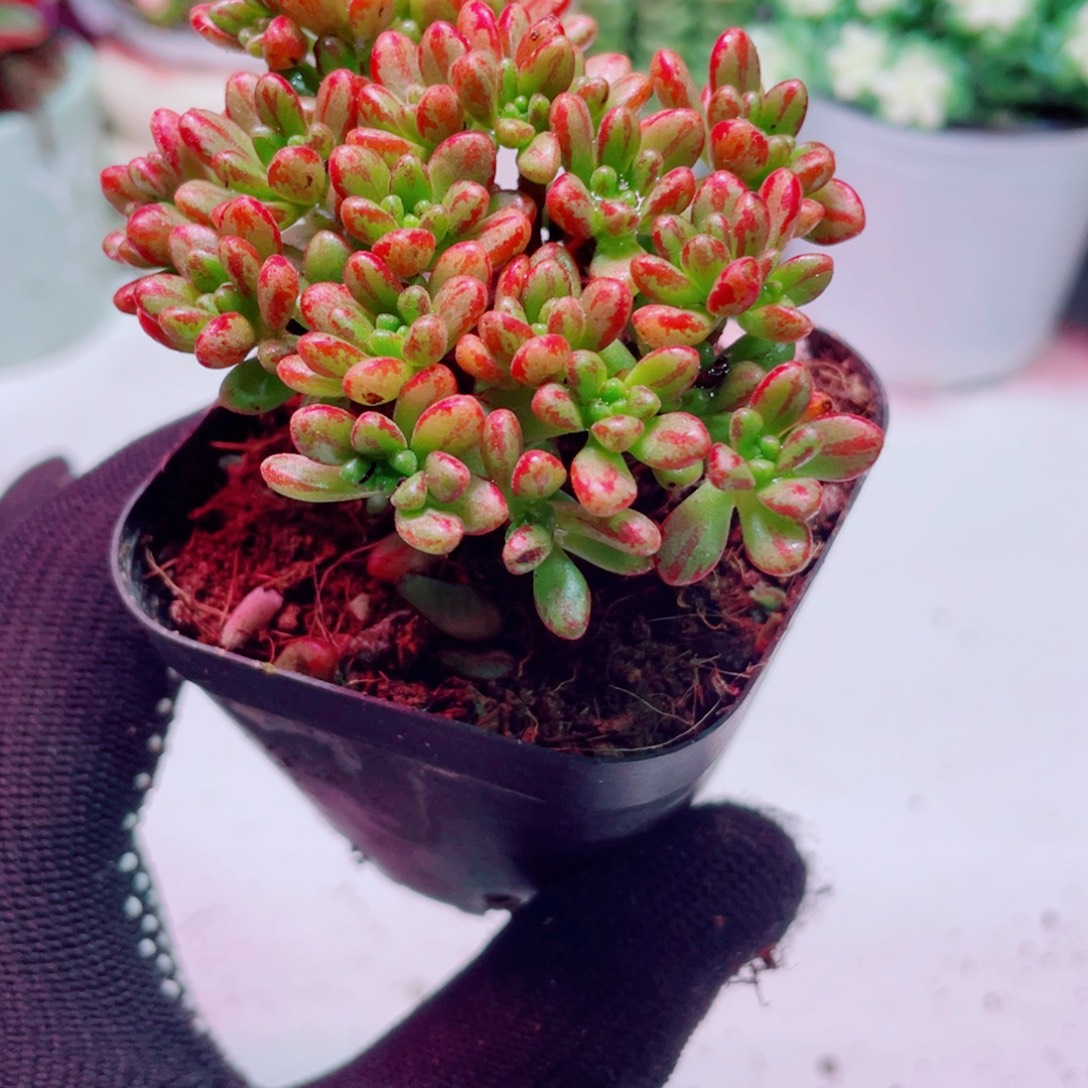 梅花小松全店凑满9.9包邮