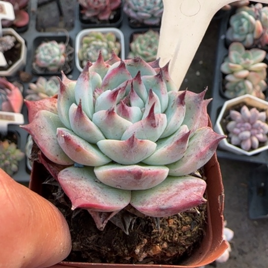 95吉娃娃多肉植物多