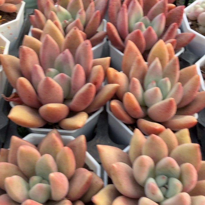 桃花源。                 