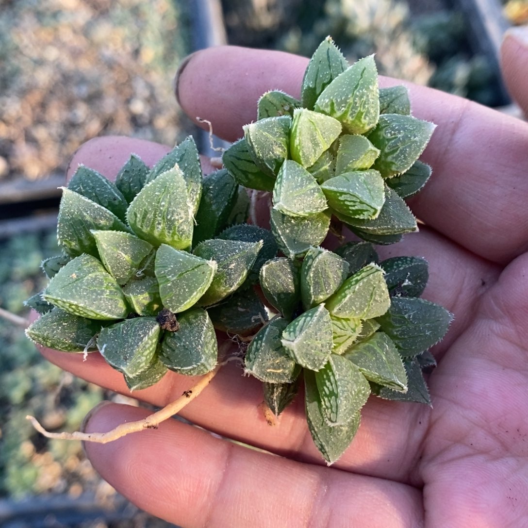 614 一颗新冰砂糖 做手捧花首选 