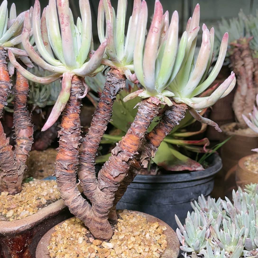 9047爱度里斯仙女杯多肉