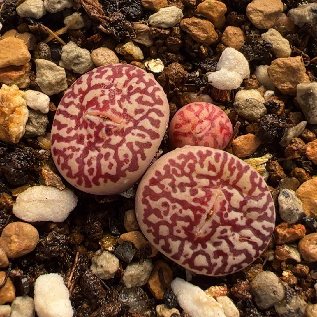 118多肉植物组合