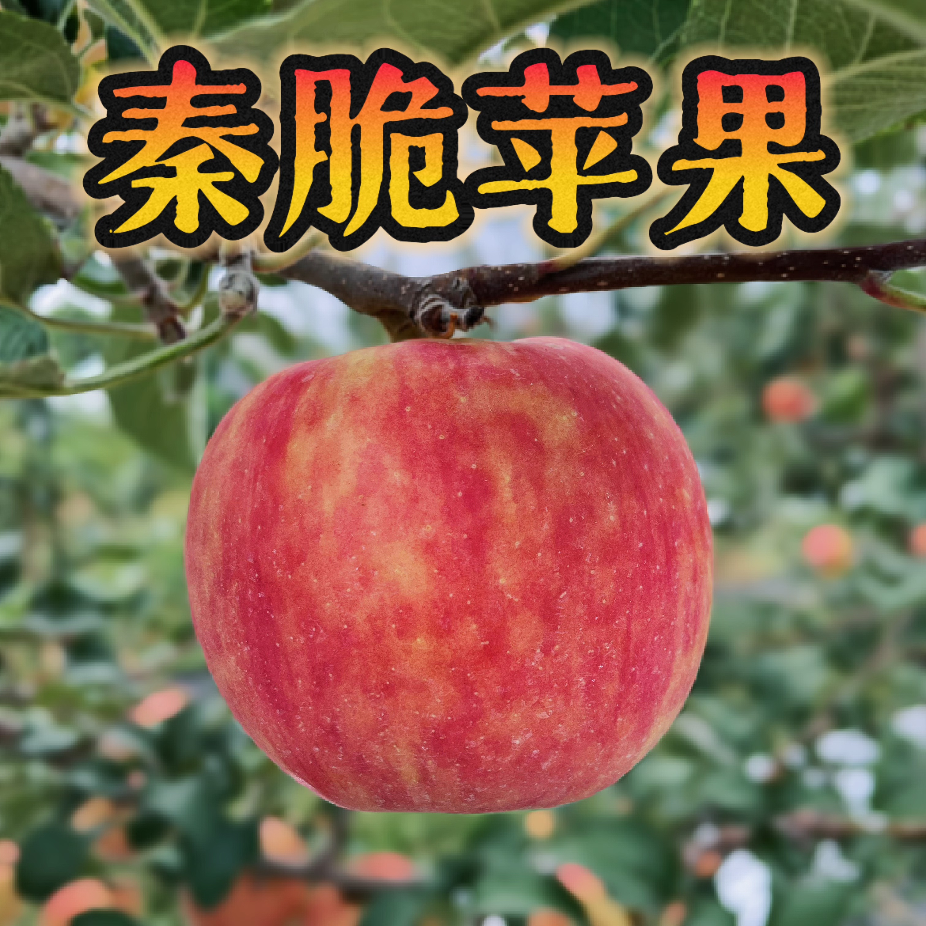 秦脆苹果2025新鲜水果陕西白水特产现摘现发顺丰包邮