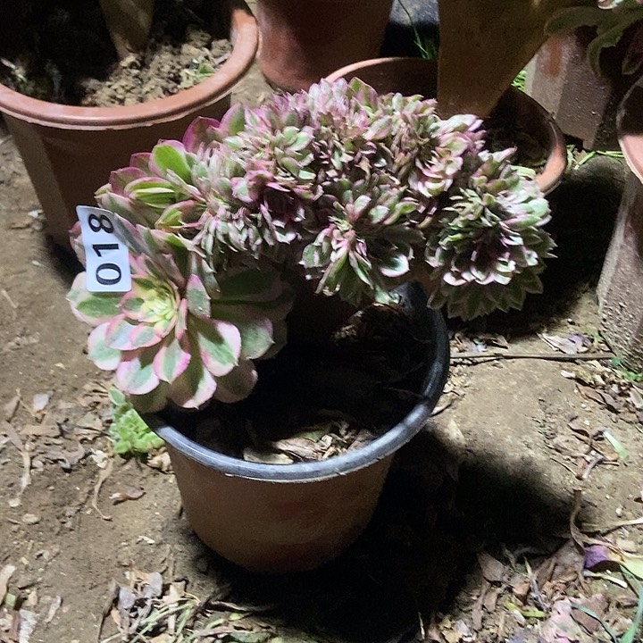 018倾城小板子法师缀老