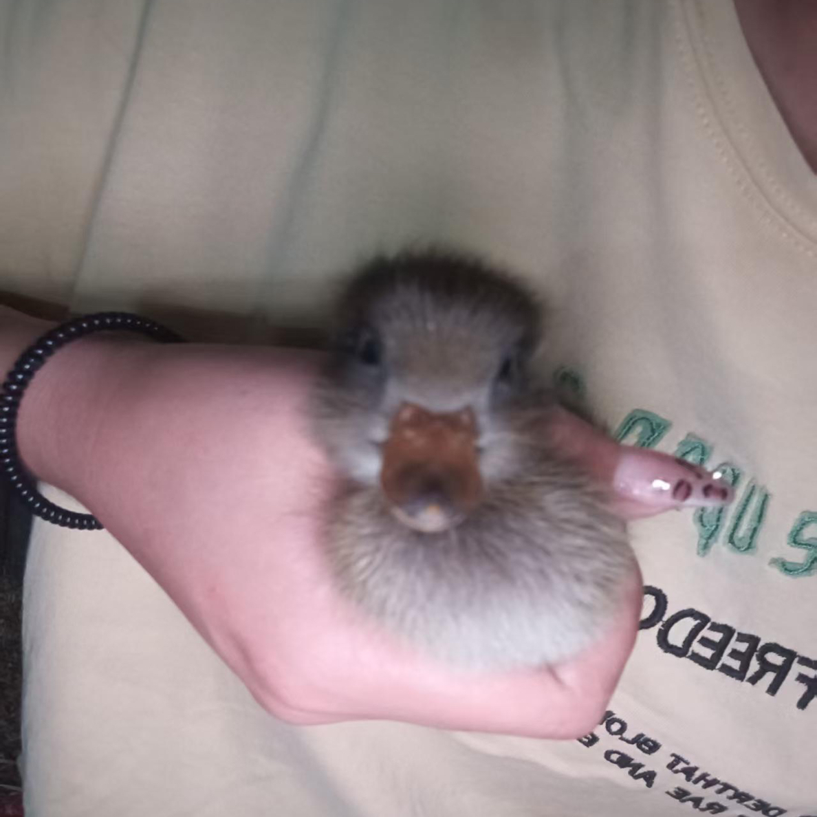 宠物活体可爱活泼宠物鸭深褐白黑魔法师萌宠20-25天