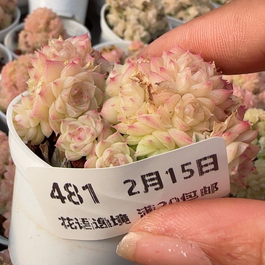 花语逸镜0215-481散