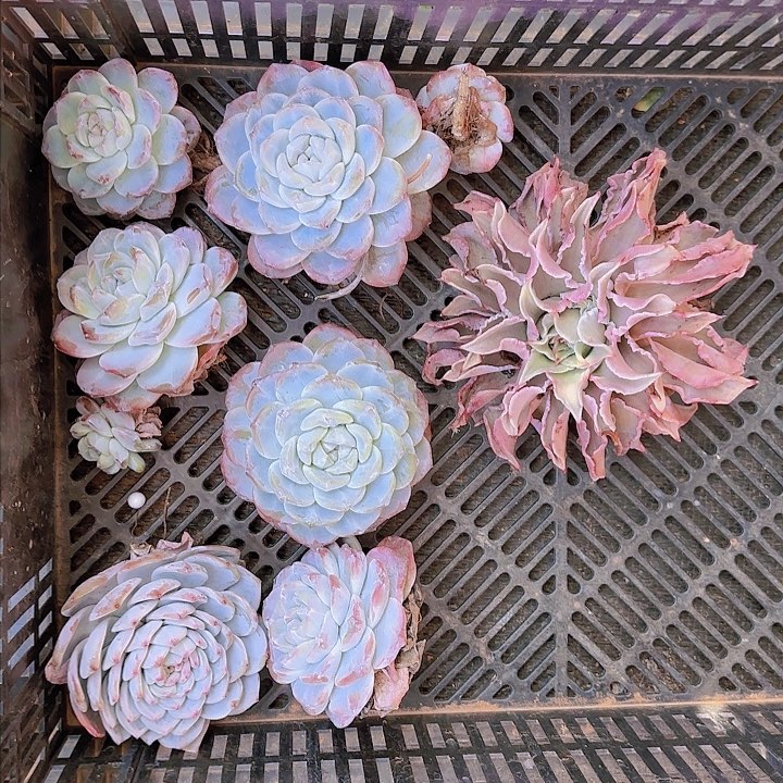 并亩头咯娜摸我哦咯图