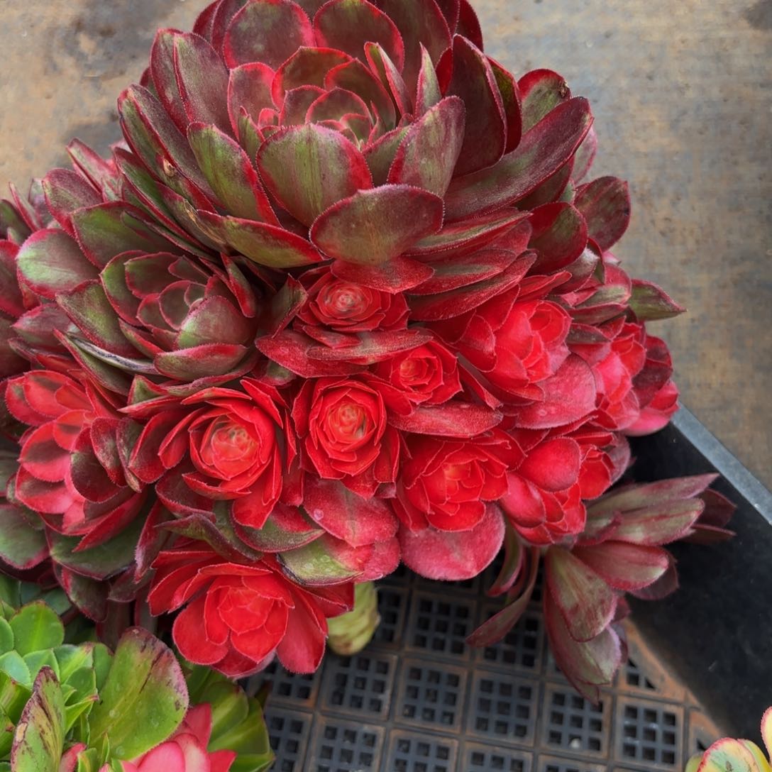 439多肉植物克拉恋人无根