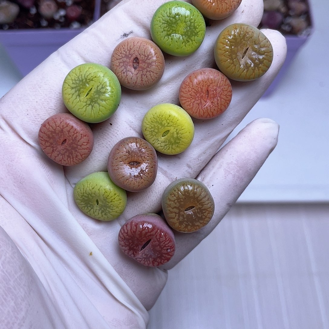 616 彩色流水日轮…………