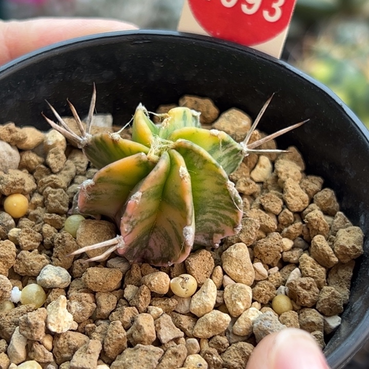 实生水牛角大凤玉锦2.9cm