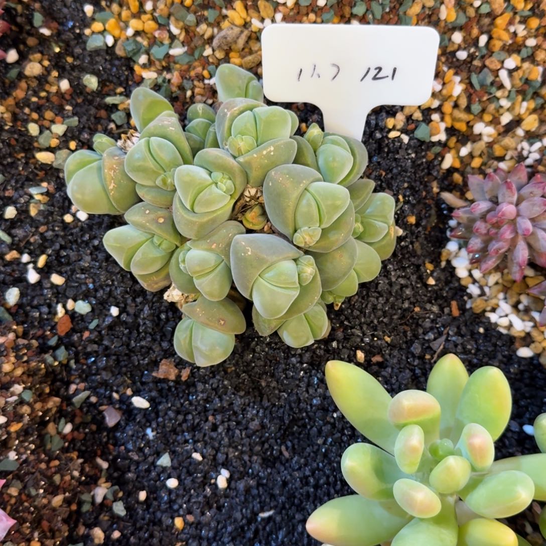 靖***雯一物一拍无比玉121