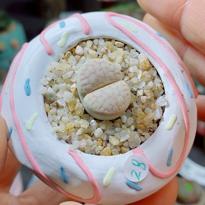 生石花花花花花花花397